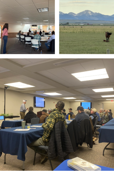 Photo collage of Ag producers learning from MSU Extension Specialists and the landscape in Teton County